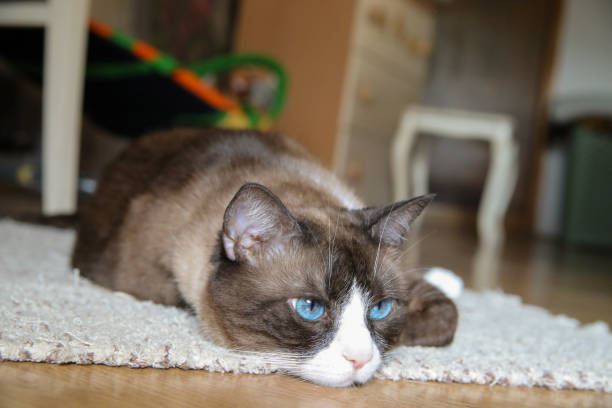 istock Domestic snowshoe cat 1061060912