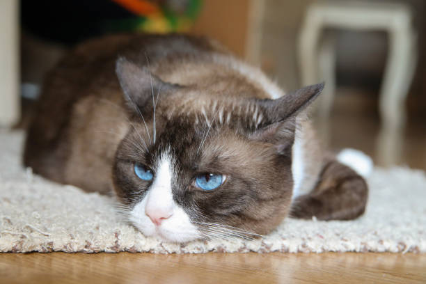 istock Domestic snowshoe cat 1061061002