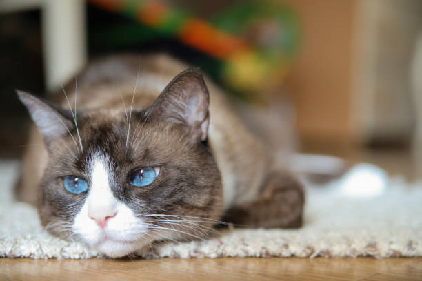 istock Domestic snowshoe cat 1061061586