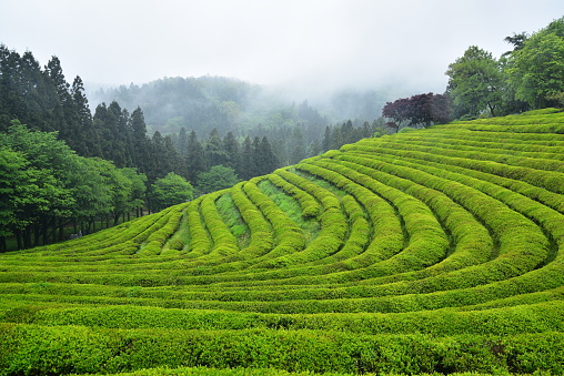 Beauty of the green tea field