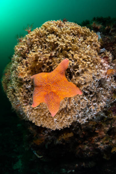 istock Bat Star and Tube Worms 1061062922