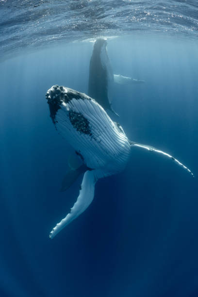 A pair of male humpback whales has just finished spy-hopping and are turning to swim away in Tonga.
