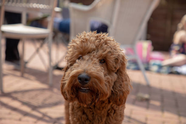 istock Photos of Dogs 1061065274