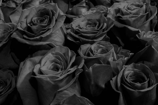 istock black roses isolated on a black background. Greeting card with roses 1061067154