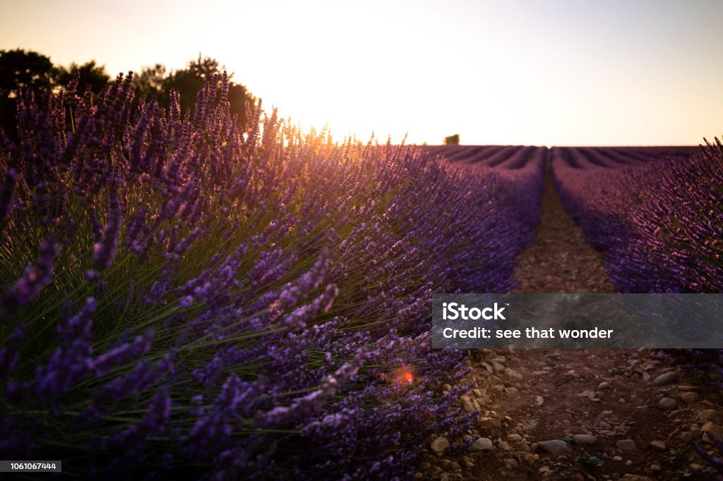 Lavender fiels in south of France Goldy afternoon on the lavender field in Aix en Provence. Lavender - Plant Stock Photo