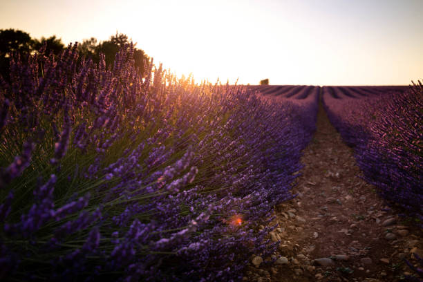 Lavender fiels in south of France Goldy afternoon on the lavender field in Aix en Provence. fiels stock pictures, royalty-free photos & images