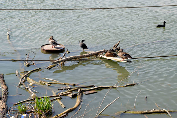 Ducks in the river, among the stranded wood and garbage