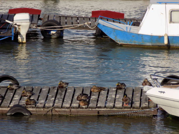 istock Flock of ducks rest on the wooden jetty 1061067578