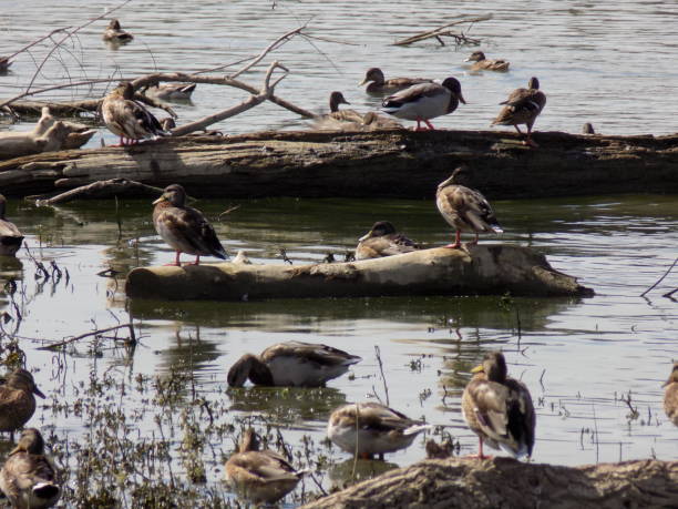 Ducks in the river, among the stranded wood and garbage