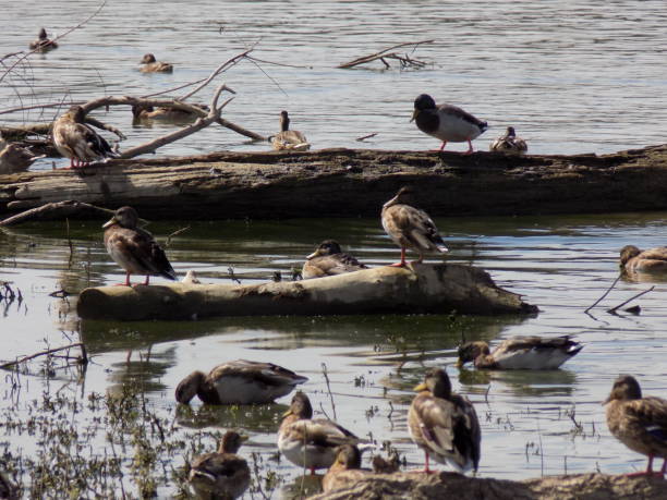 istock Ducks in the river, among the stranded wood and garbage 1061067592