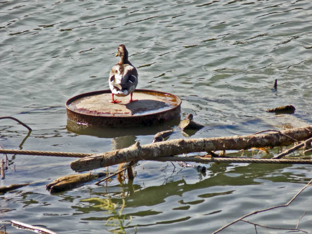 Lonely duck stands on a floating metal barrel