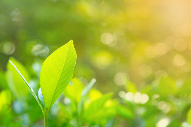 istock Fresh green leaves against morning light. 1061069356