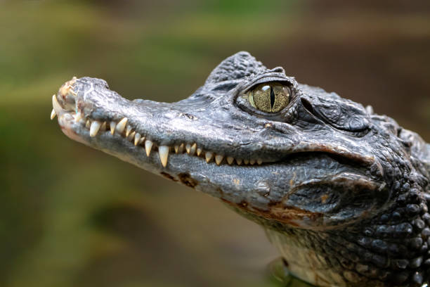istock Spectacled caiman portrait 1061070022