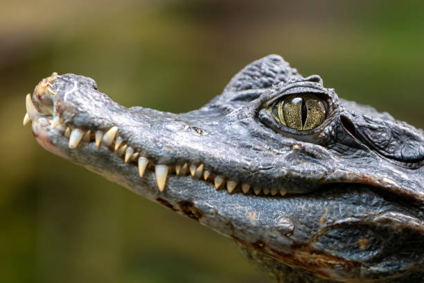 istock Spectacled caiman portrait 1061070042