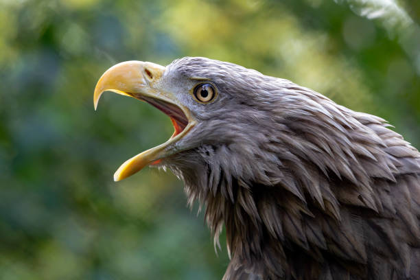 white-tailed eagle - white tailed eagle sea eagle eagle sea stock-fotos und bilder