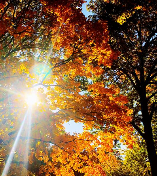 istock Morning sun burst through gold autumn leaves 1061071676