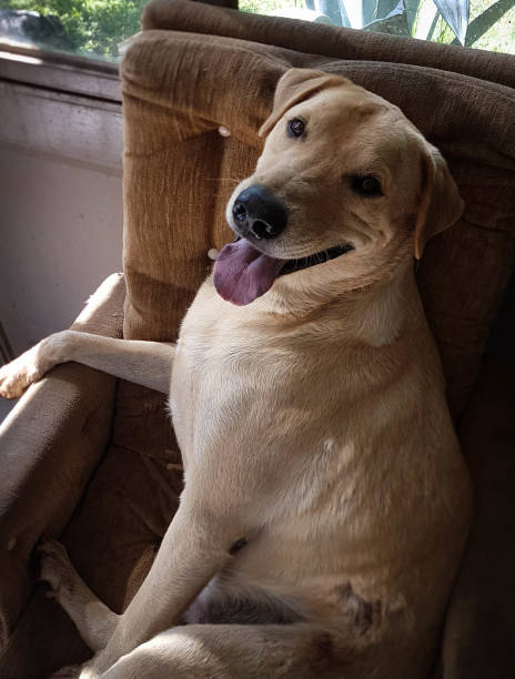 istock Happy dog portrait 1061071974