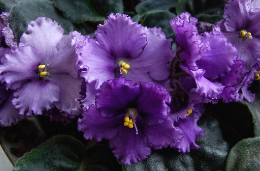 Close up tropical flowers