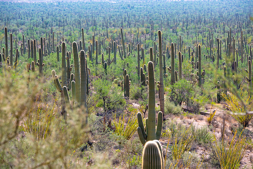 Beautiful tropical cactus in garden, Namibia, Africa