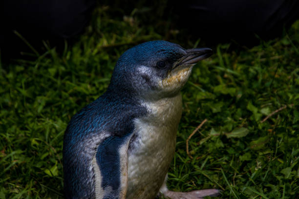 istock Little penguin in wildlife 1061073898