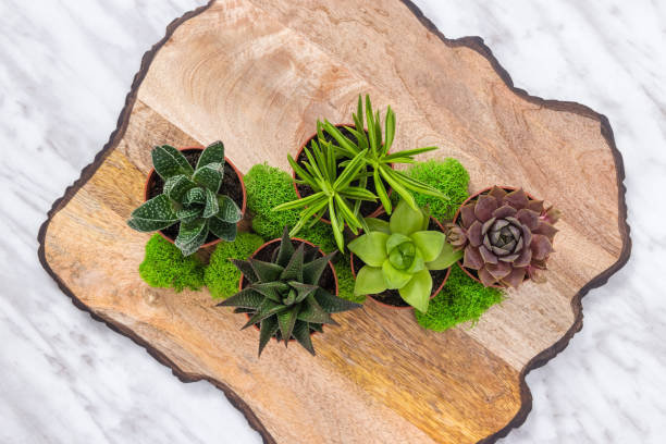 istock Plants arrangement on a wooden surface 1061076084