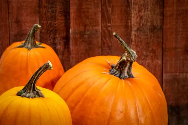 pumpkins against weather, red painted barn wood