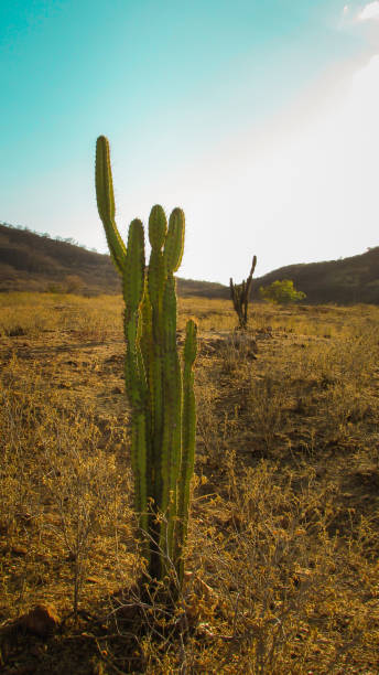 istock mandacaru catis, portrait at sunset 1061078162
