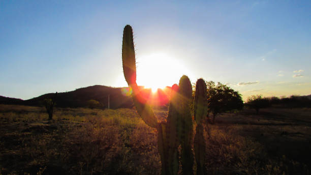 istock mandacaru catis, portrait at sunset 1061079730