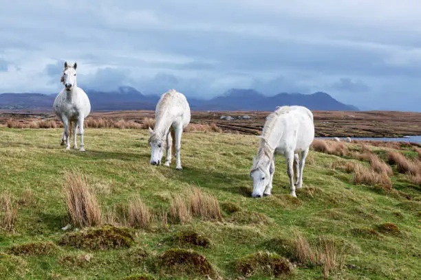 Three white Connemara Ponies, Derrigimlagh Bog, County Galway, Ireland