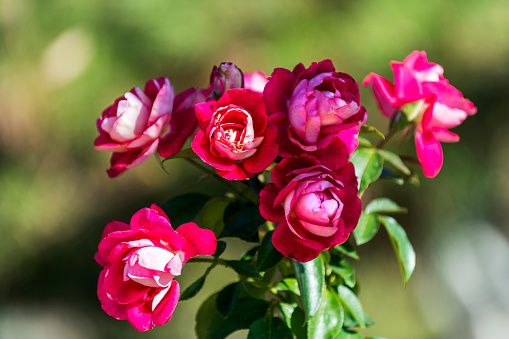 Small group of pink rose in Turkey.