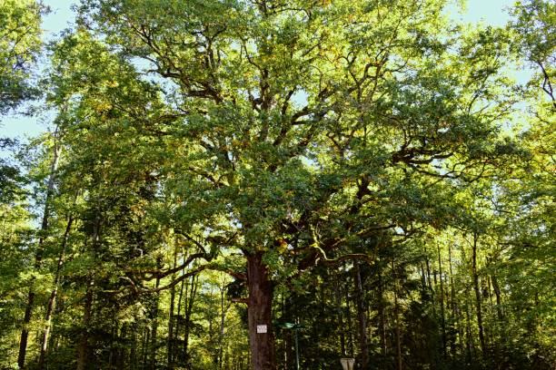 Photograph taken of a tree on the road on the way to Saint-Yorre