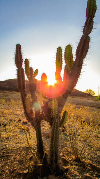 istock mandacaru catis, portrait at sunset 1061082594