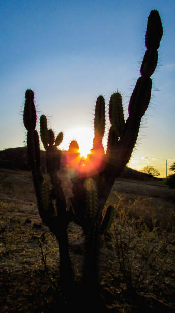 istock mandacaru catis, portrait at sunset 1061082778