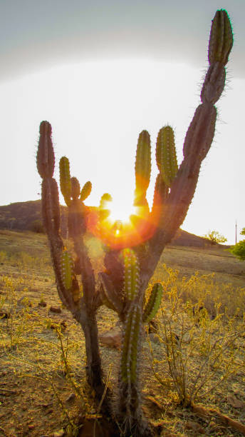 istock mandacaru catis, portrait at sunset 1061082826