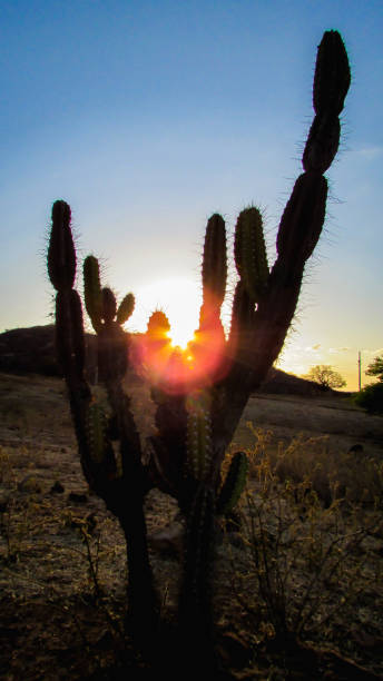 istock mandacaru catis, portrait at sunset 1061082906