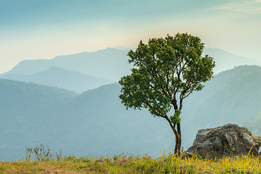 alone tree with Landscape of Phucheefah mountain forest park in chiang rai province Thailand.