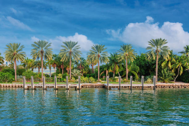 Palm trees by water in Biscayne Bay near Miami, USA stock photo