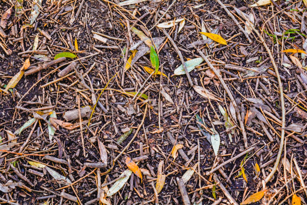 Fallen autumn yellow leaves and broken off small branches lie on the ground. Texture of dead forest floor with fallen leaves