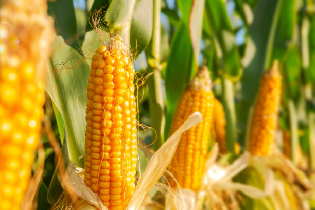 The corn plant in the field stock photo