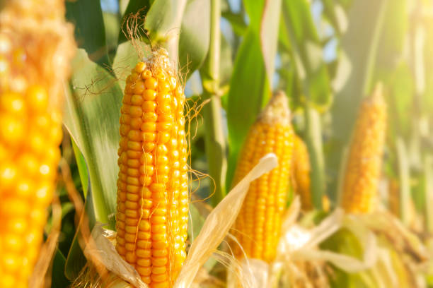 istock The corn plant in the field 1061097412