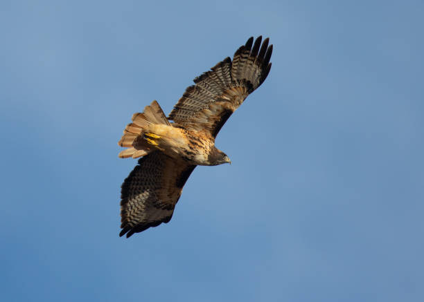 istock Red-tailed hawk flying, seen in the wild in North California 1061102264