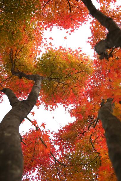 istock VH519 Beautiful leaves of Korea 1061102492