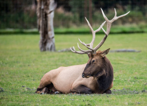 istock Large antlered elk rests in green grass. 1061104750