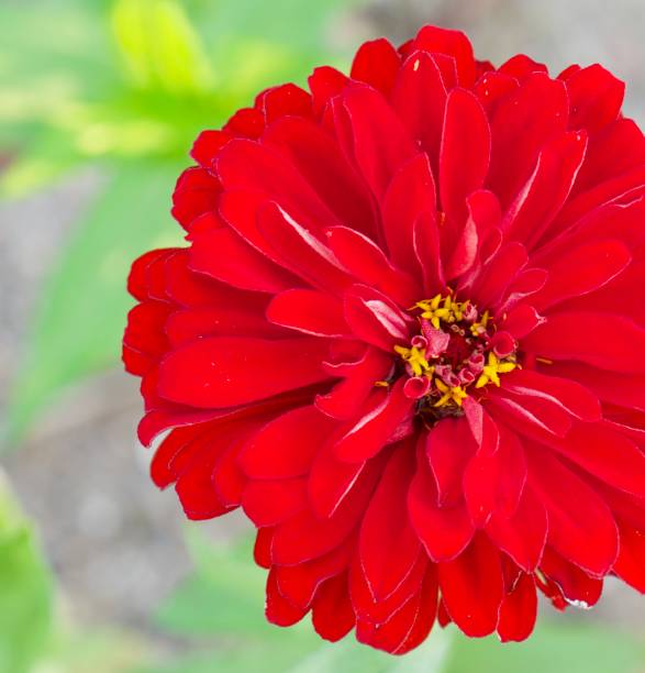 istock Korea Zinnia elegans, Baek Il Hong 1061105196