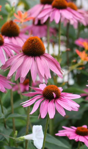 istock Flowers in the Garden 1061108686