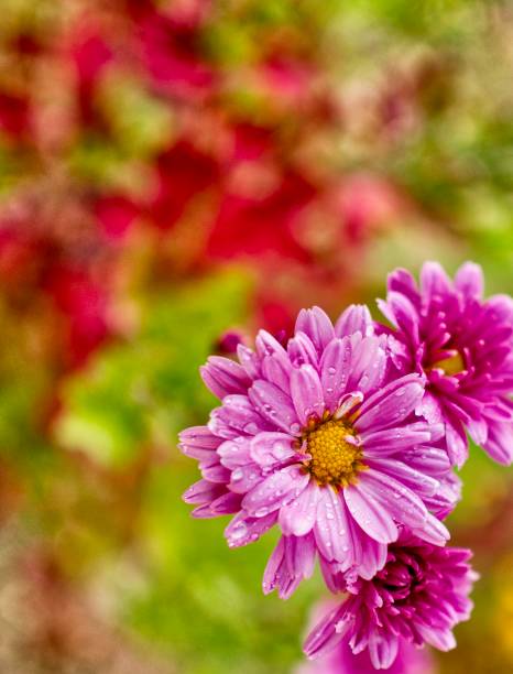 istock Autumn chrysanthemum scenery in Korea 1061108738