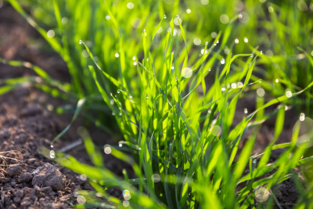 istock New wheat plants growing in the soil 1061120158