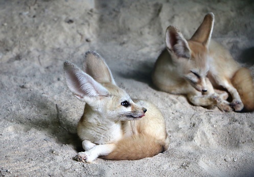 The fennec fox or fennec (Vulpes zerda) is a small nocturnal fox found in the Sahara of North Africa,
