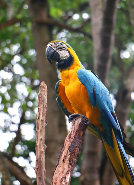 istock Blue and yellow macaw (Ara ararauna) bird 1061120330