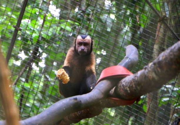 коричневые/черные обезьяны капуцинов (чебус апелла ). - brown capuchin monkey стоковые фото и изображения